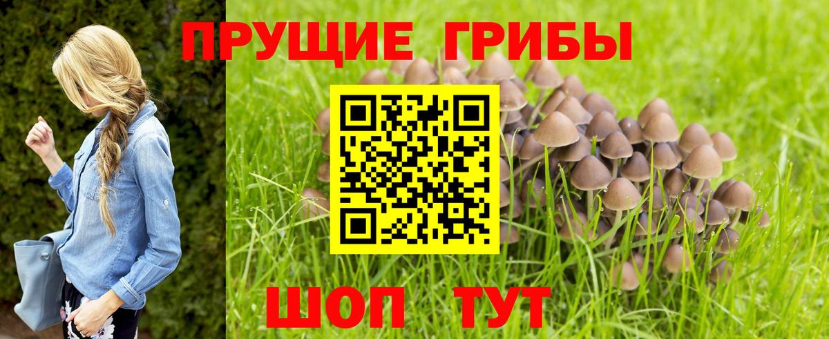 Георгиевск  Псилоцибиновые грибы мицелий  как найти закладки  Вход с VPN 